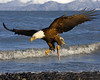 SmugMug > popular all-time > This Bald Eagle photograph was captured in Homer, Alaska (3/06). 

This photograph is protected by the U.S. Copyright Laws and shall not to be downloaded or reproduced by any means without the formal written permission of Ken Conger Photography.